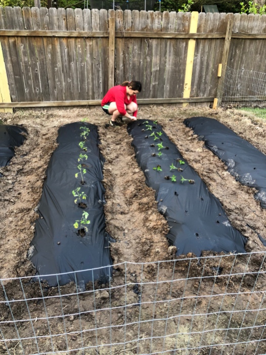 Connie planting bell peppers.